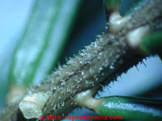 Hairy stem found on new growth on Picea Rubens, Red Spruce (C) Daniel Friedman at InspectApedia.com